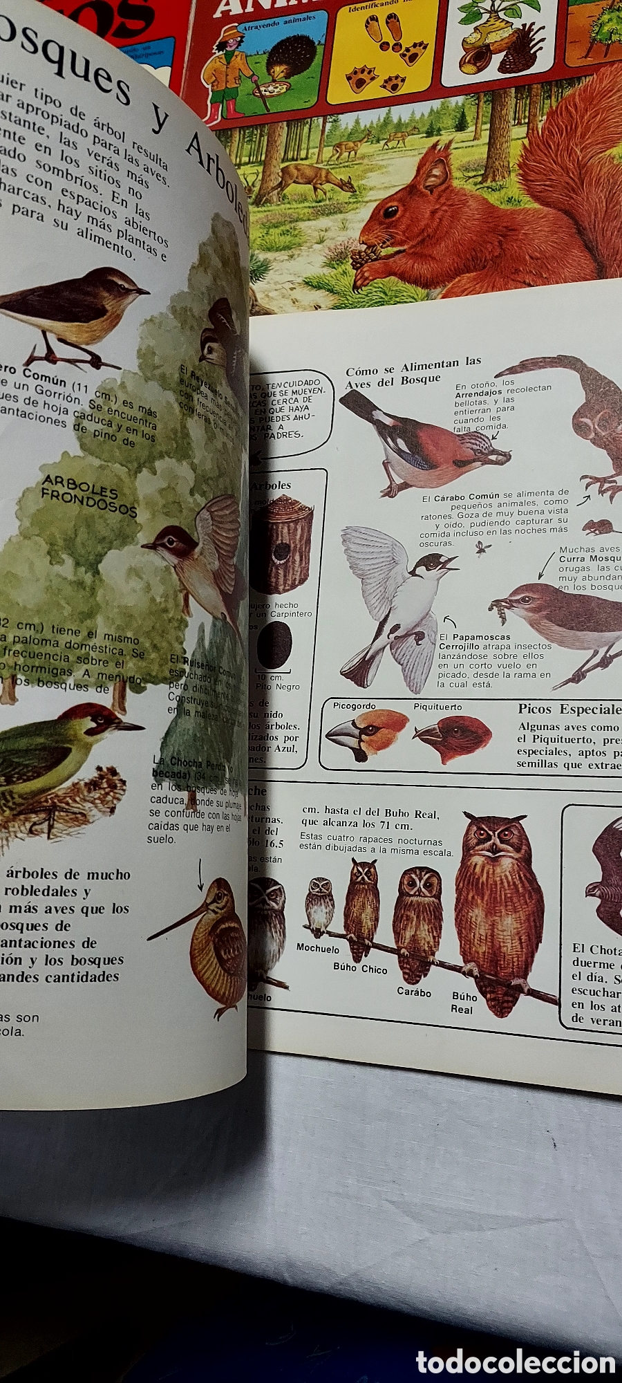 Libros de segunda mano: LA SENDA DE LA NATURALEZA.6 LIBROS.EDICIONES PLESA SM - Foto 8