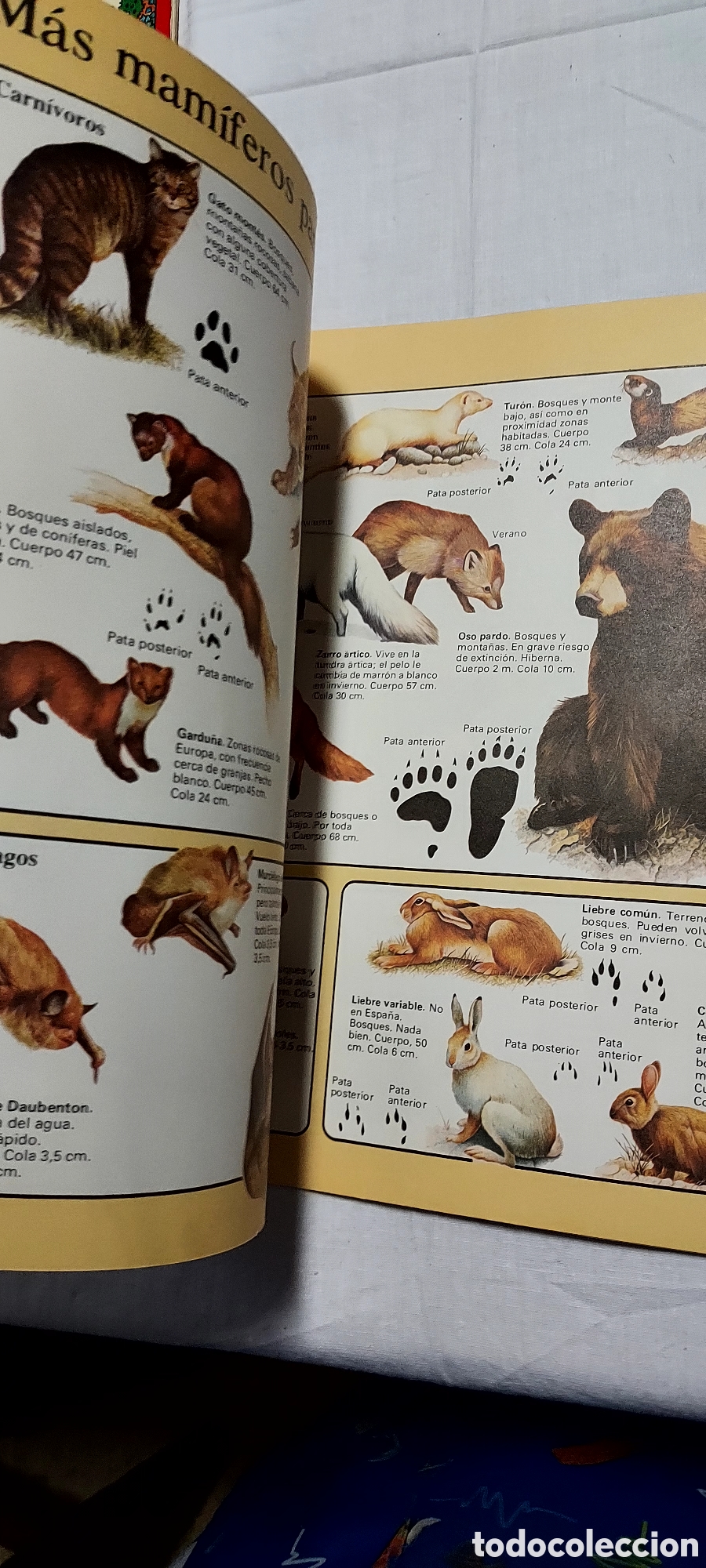 Libros de segunda mano: LA SENDA DE LA NATURALEZA.6 LIBROS.EDICIONES PLESA SM - Foto 10