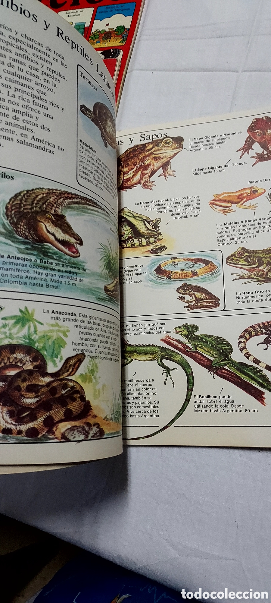 Libros de segunda mano: LA SENDA DE LA NATURALEZA.6 LIBROS.EDICIONES PLESA SM - Foto 14