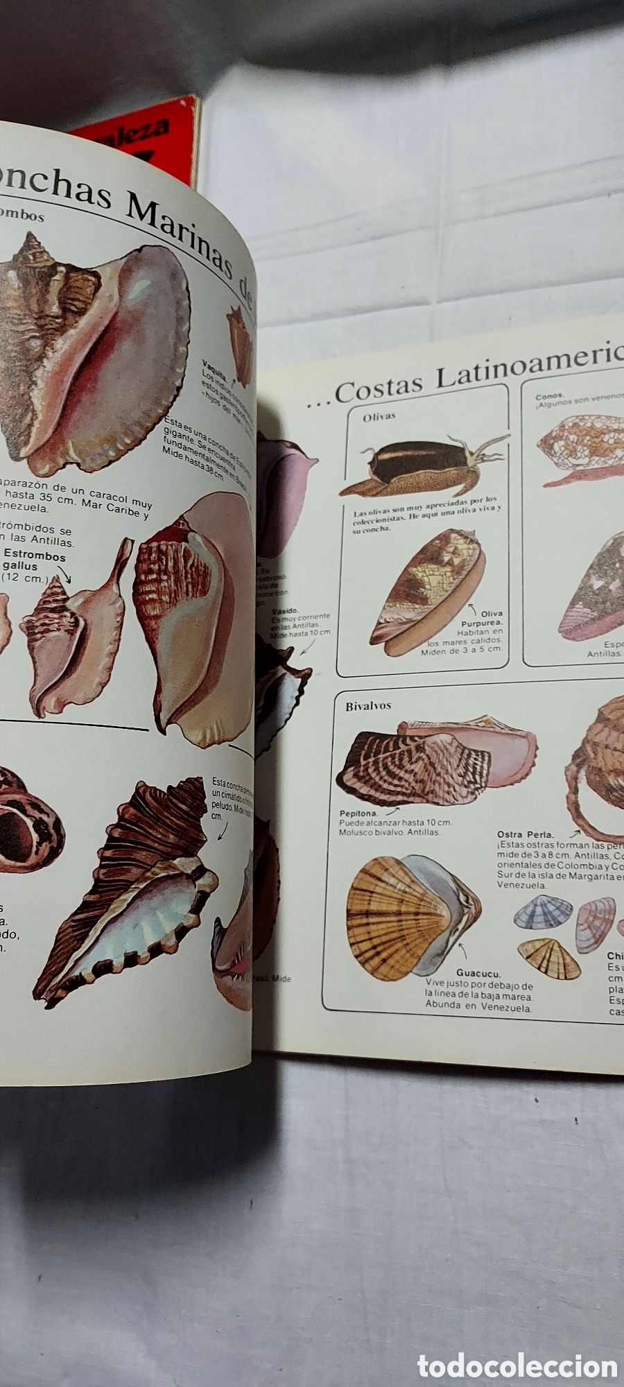 Libros de segunda mano: LA SENDA DE LA NATURALEZA.6 LIBROS.EDICIONES PLESA SM - Foto 17