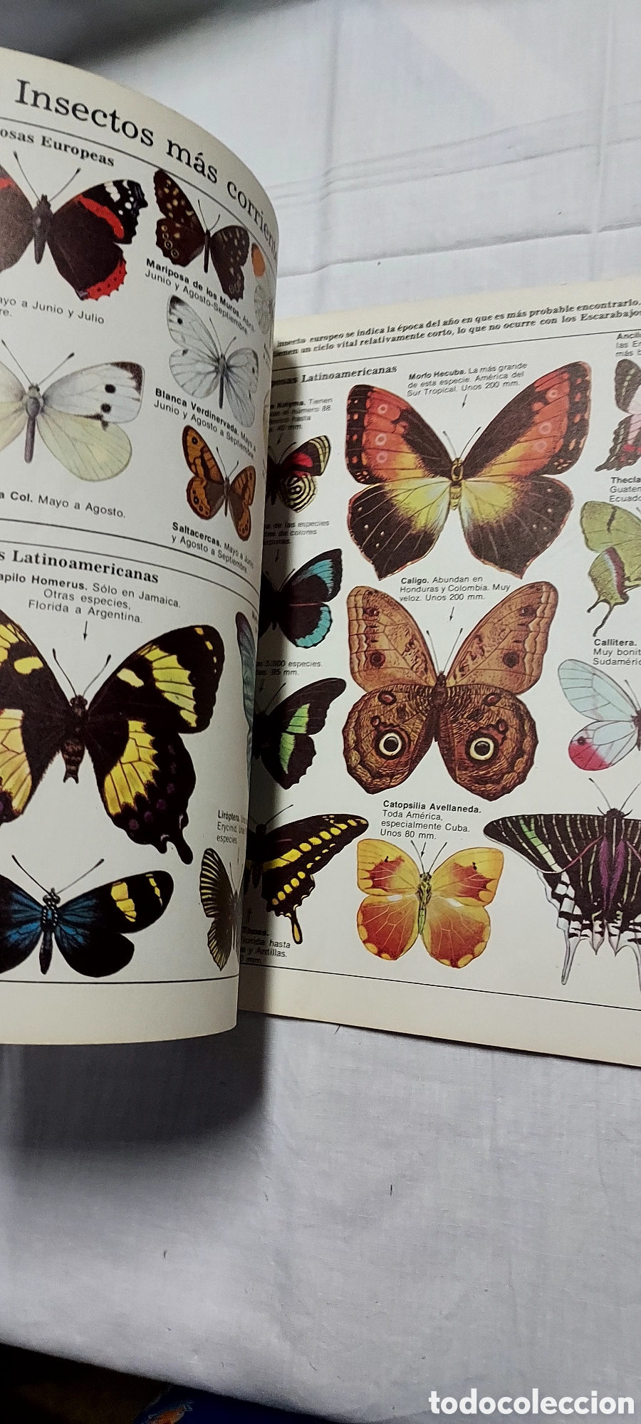Libros de segunda mano: LA SENDA DE LA NATURALEZA.6 LIBROS.EDICIONES PLESA SM - Foto 19