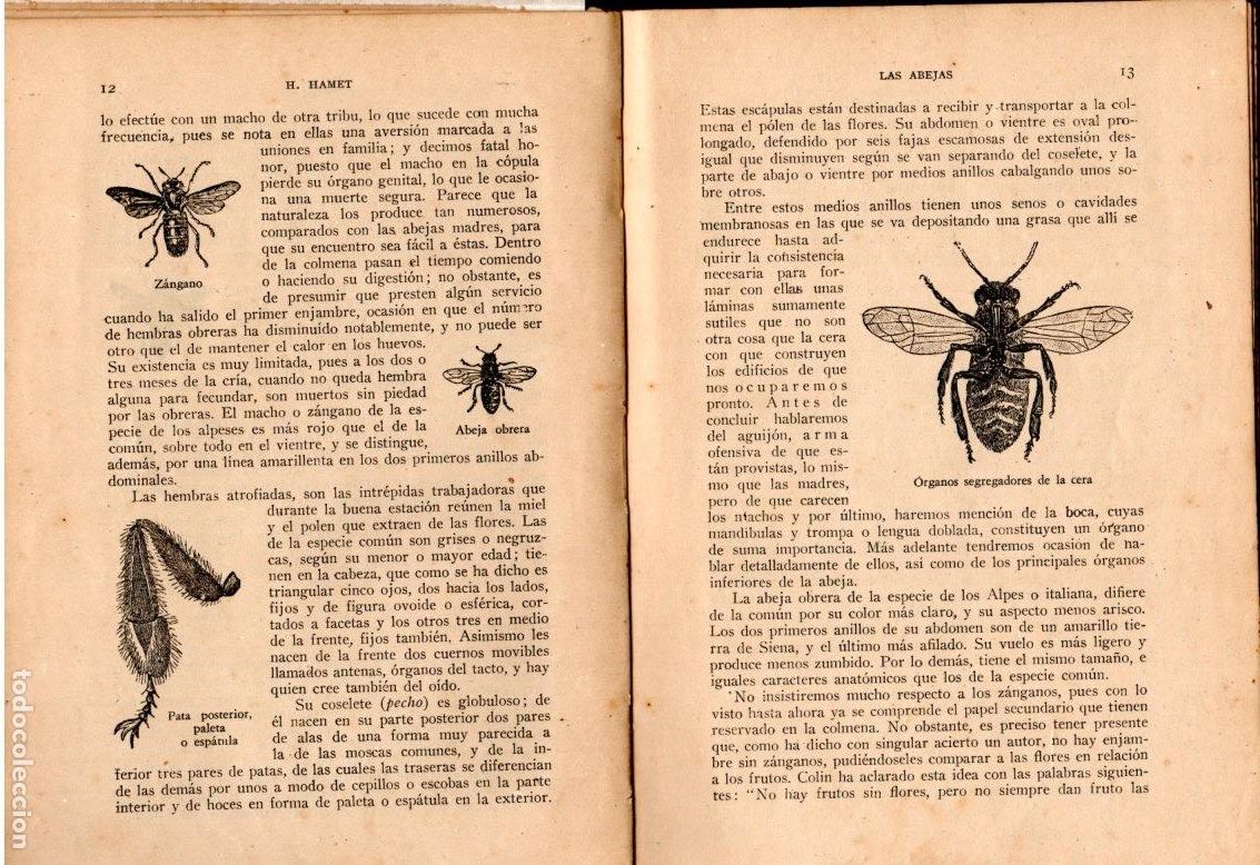 Libros de segunda mano: LAS ABEJAS *** H. HAMET *** MODO DE CRIARLAS 1944 - Foto 5