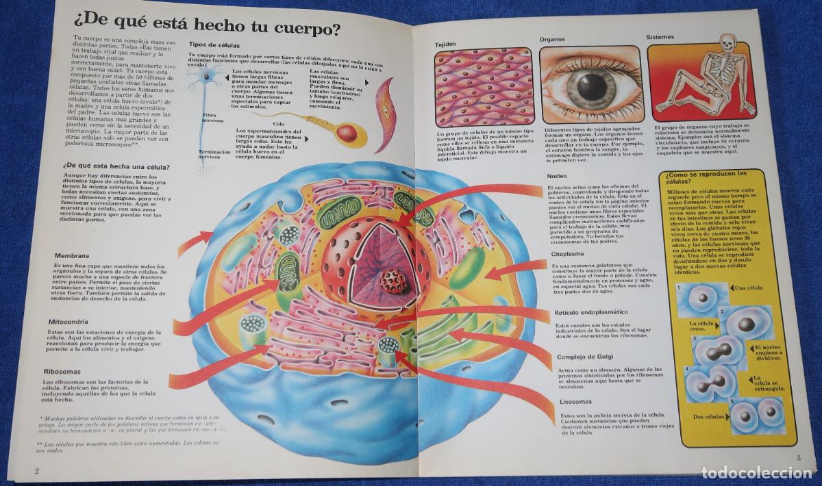 Libros de segunda mano: El libro del cuerpo humano - El joven cient&iacute;fico - PLESA - Ediciones SM (1985) - Foto 3