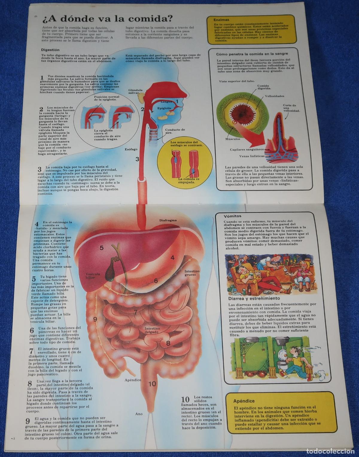 Libros de segunda mano: El libro del cuerpo humano - El joven cient&iacute;fico - PLESA - Ediciones SM (1985) - Foto 4