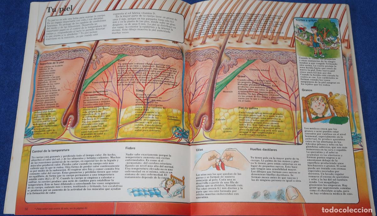 Libros de segunda mano: El libro del cuerpo humano - El joven cient&iacute;fico - PLESA - Ediciones SM (1985) - Foto 5
