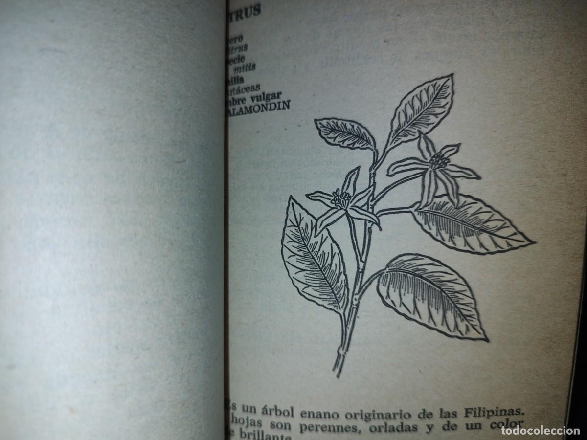 Libros de segunda mano: 105- PLANTAS DE INTERIOR - FRANCESC SOLER Y JOAN DEDEU - BRUGUERA LIBRO PR&Aacute;CTICO - 2A. ED. 1981 - Foto 8