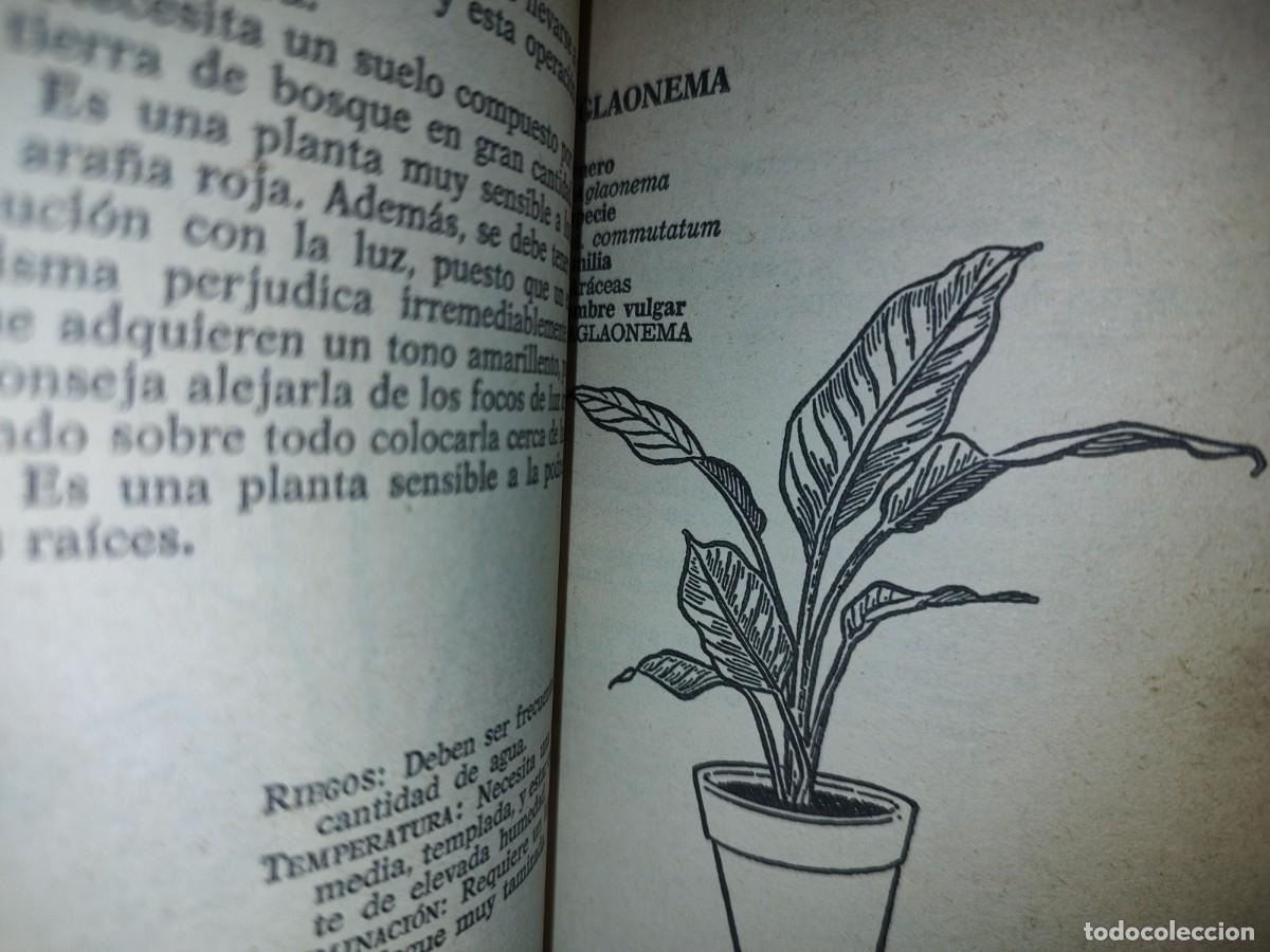 Libros de segunda mano: 105- PLANTAS DE INTERIOR - FRANCESC SOLER Y JOAN DEDEU - BRUGUERA LIBRO PR&Aacute;CTICO - 2A. ED. 1981 - Foto 10