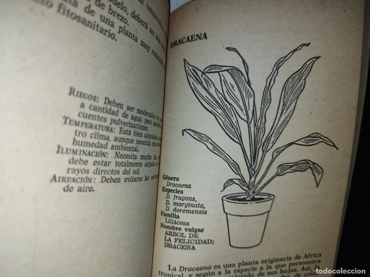 Libros de segunda mano: 105- PLANTAS DE INTERIOR - FRANCESC SOLER Y JOAN DEDEU - BRUGUERA LIBRO PR&Aacute;CTICO - 2A. ED. 1981 - Foto 11
