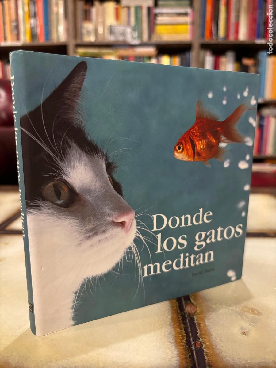 Libros de segunda mano: Donde los gatos meditan. David Baird. PEDIDO M&Iacute;NIMO 5&euro; - Foto 1