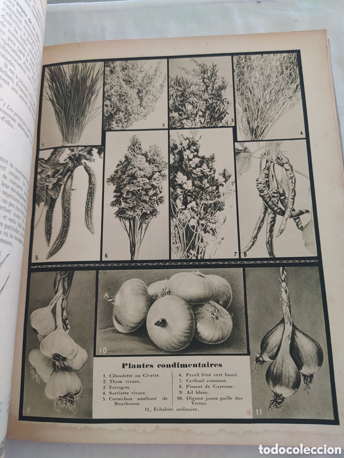 Libros de segunda mano: GUIDE CLAUSE - TRAITE DES TRAVAUX DU JARDINAGE - Foto 5
