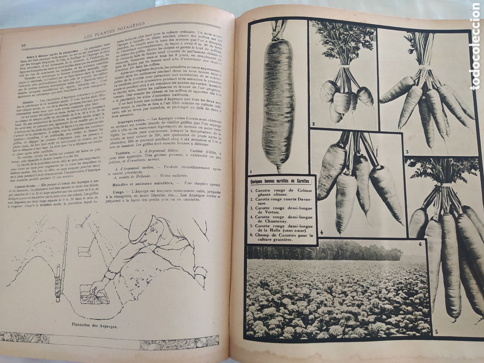 Libros de segunda mano: GUIDE CLAUSE - TRAITE DES TRAVAUX DU JARDINAGE - Foto 7