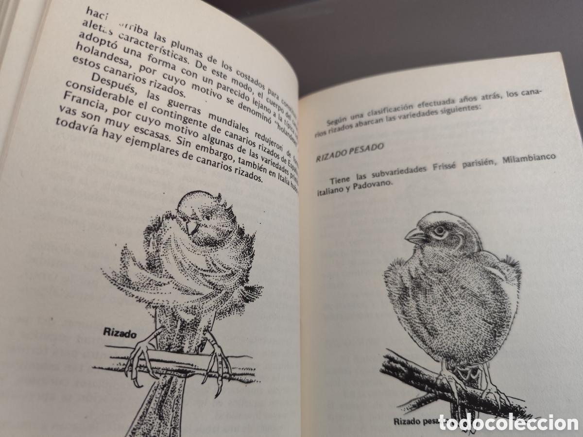 Libros de segunda mano: Canarios pajaritos varios - Foto 6