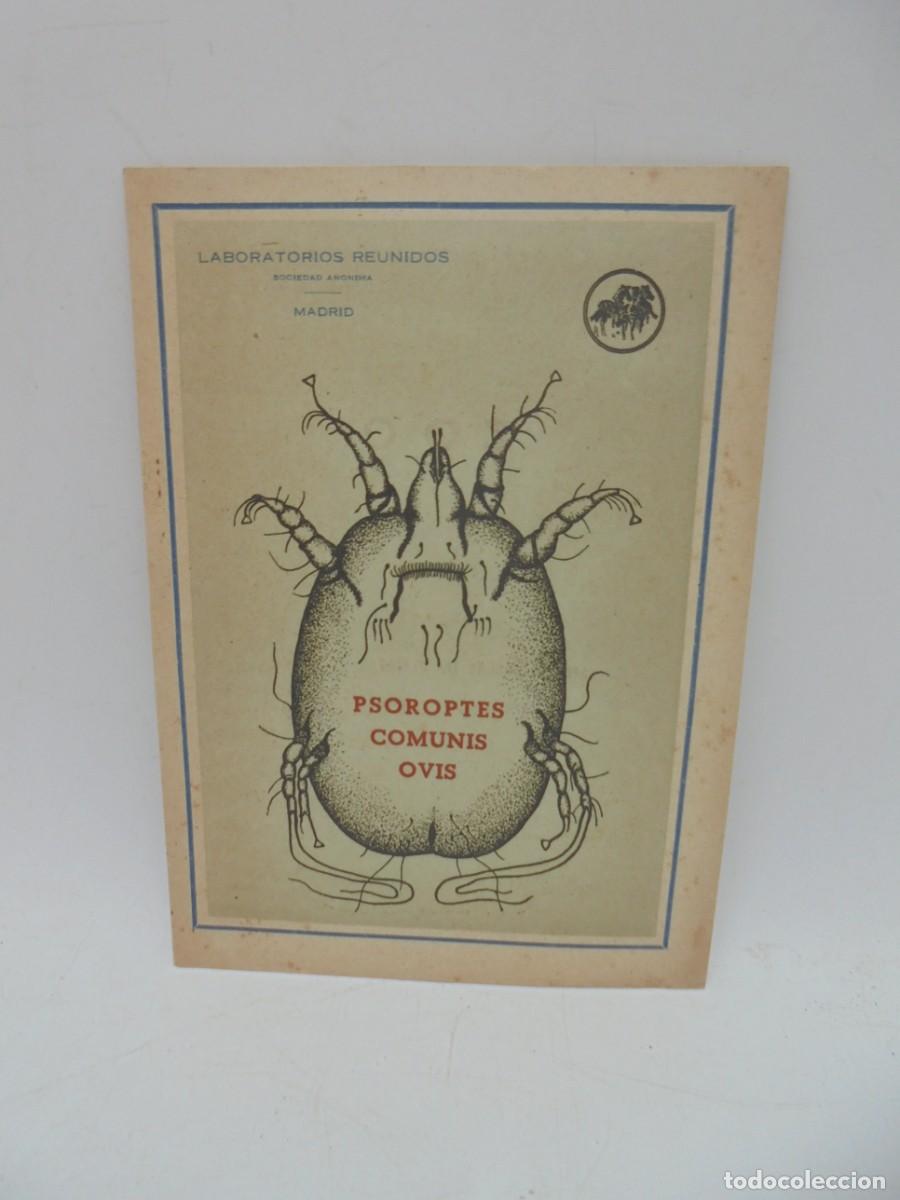 Libros de segunda mano: PSOROPTES COMUNIS OVIS. LABORATORIOS REUNIDOS. PAGS: 10. - Foto 1