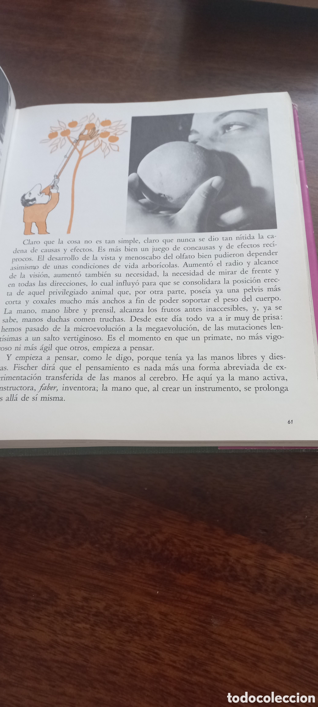 Libros de segunda mano: El libro de las manos, Jos&eacute; Mar&iacute;a Cabodevilla - Foto 4