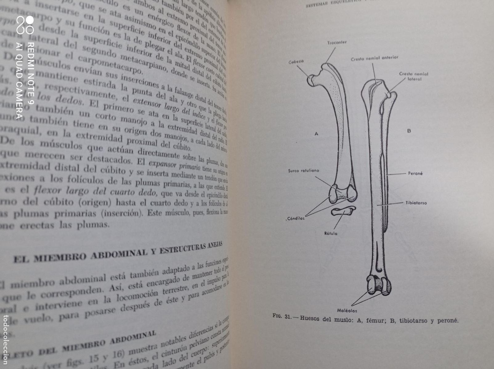 Libros de segunda mano: ANATOM&Iacute;A DE LAS AVES. D.A. EDE. ED.ACRIBIA, 1965. 136 PP - Foto 2