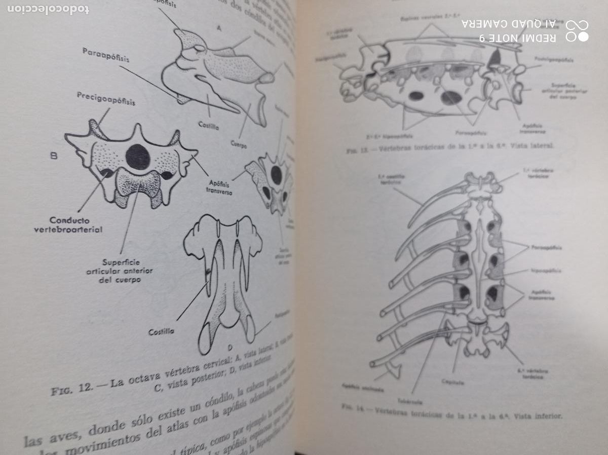 Libros de segunda mano: ANATOM&Iacute;A DE LAS AVES. D.A. EDE. ED.ACRIBIA, 1965. 136 PP - Foto 3