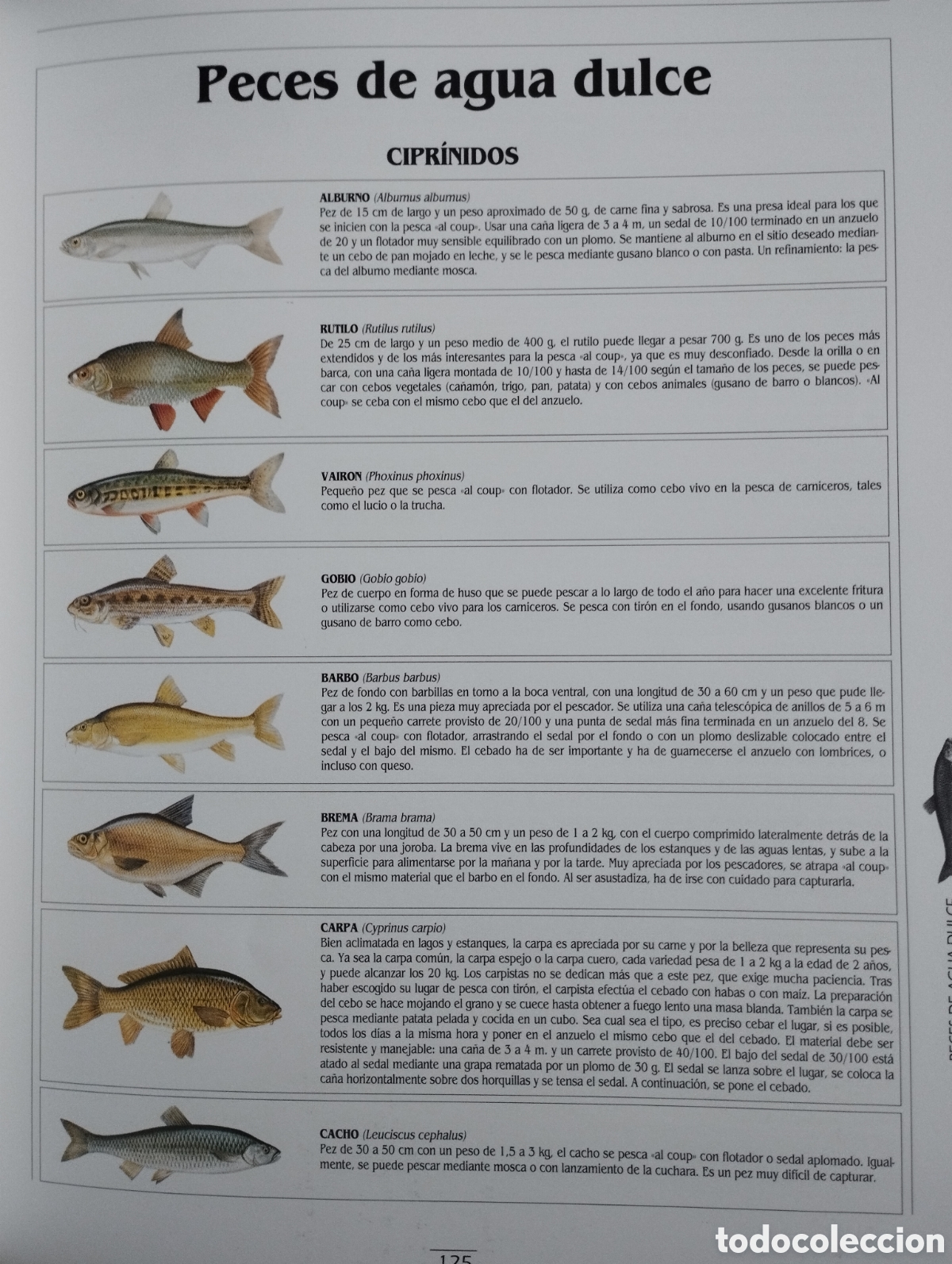 Libros de segunda mano: EL GRAN LIBRO DE LA PESCA (EDITORIAL LIBSA) - Foto 8