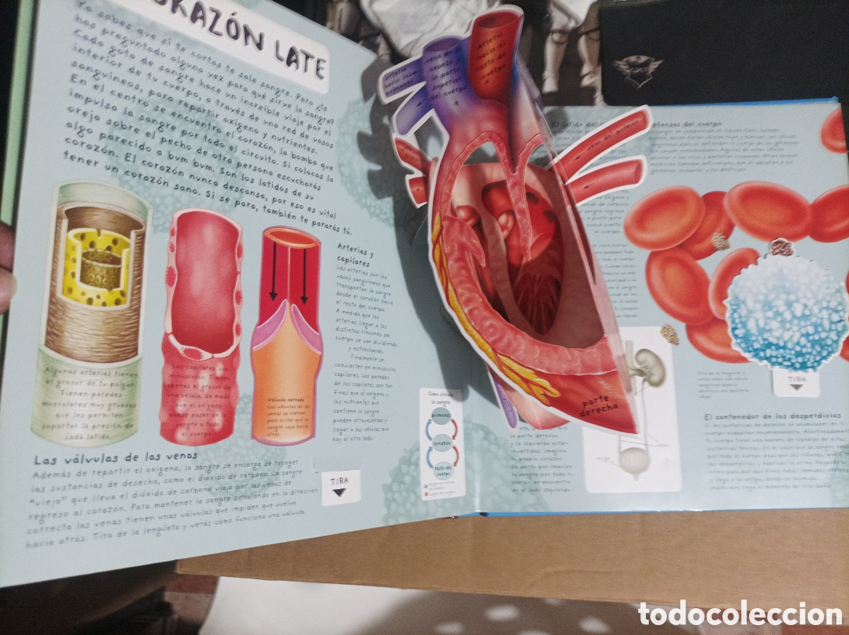 Libros de segunda mano: El cuerpo humano -libro en 3D-libro con despegables - Thomson hawkings y Harris - Foto 4