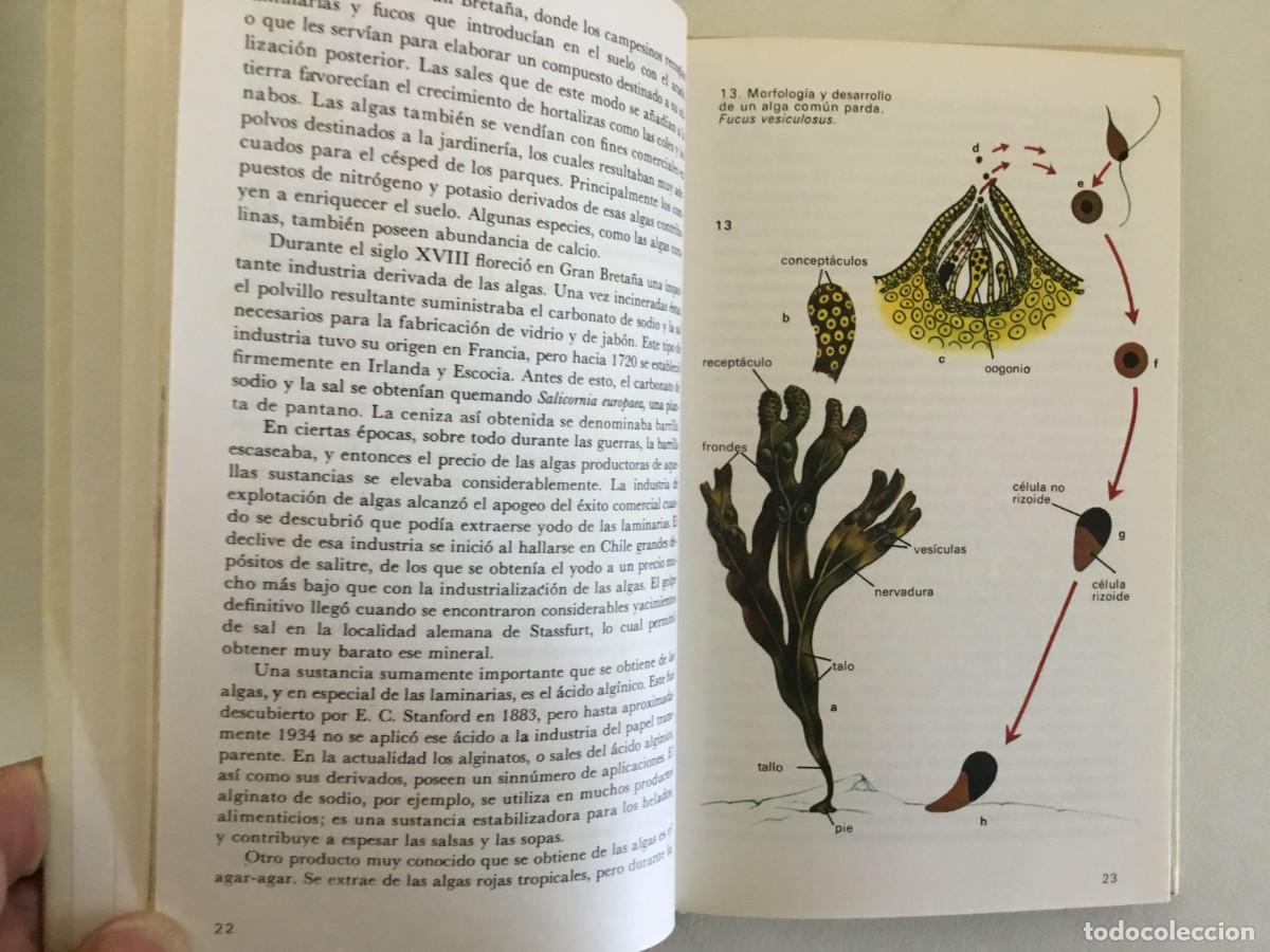 Libros de segunda mano: CURIOSIDADES DEL MAR - Foto 3