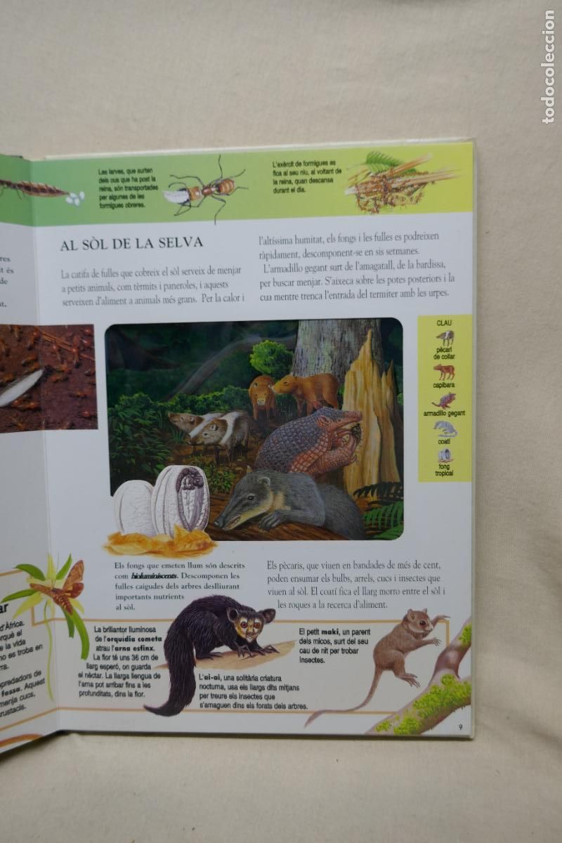 Libros de segunda mano: Animals Nocturns - La vida de nit a la selva tropical (en Catalan) - Foto 10