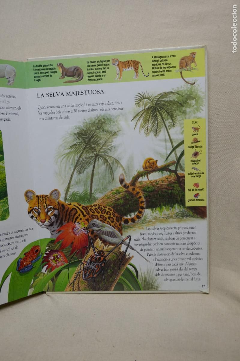 Libros de segunda mano: Animals Nocturns - La vida de nit a la selva tropical (en Catalan) - Foto 12