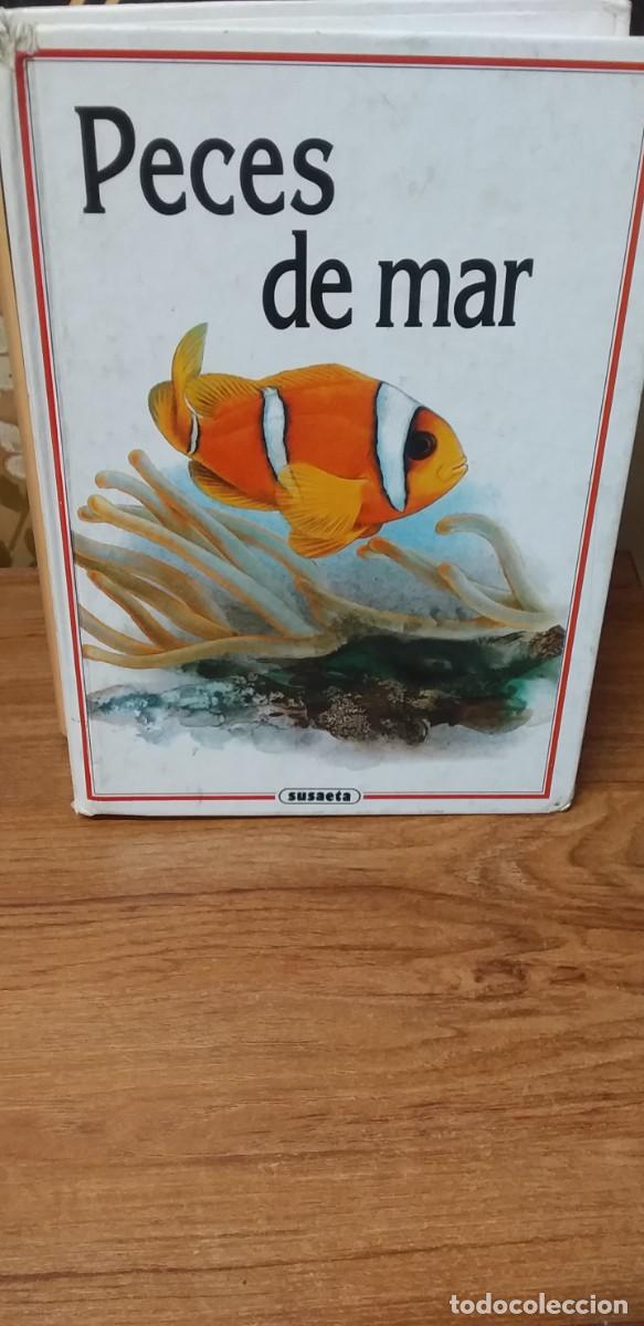 Libros de segunda mano: PECES DE MAR - SUSAETA 1997 - Foto 1