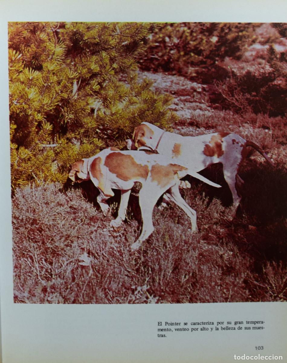 Libros de segunda mano: LA CAZA DE LA PERDIZ CON PERRO - Carlos GRACIA MONTERDE - Foto 6