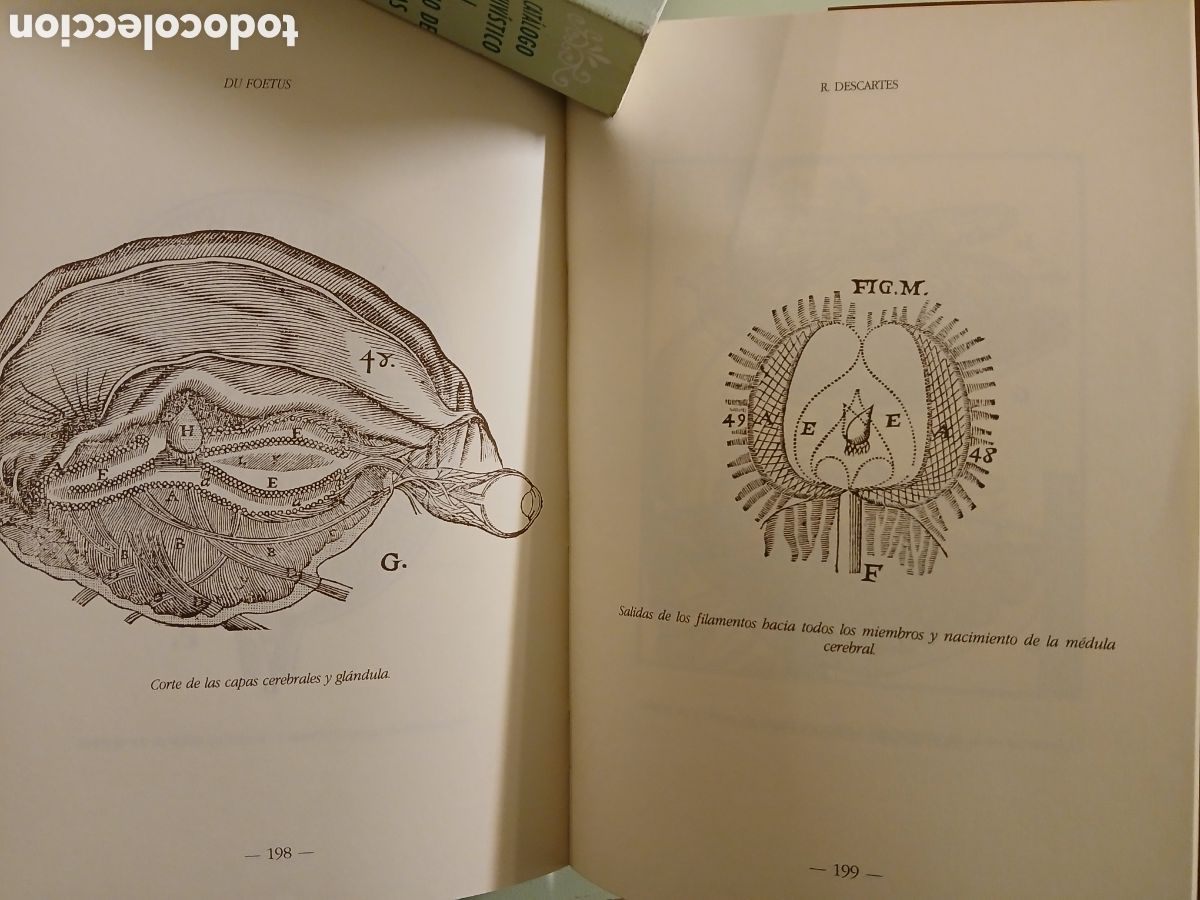 Libros de segunda mano: Du Foetus. R. Descartes - Foto 11