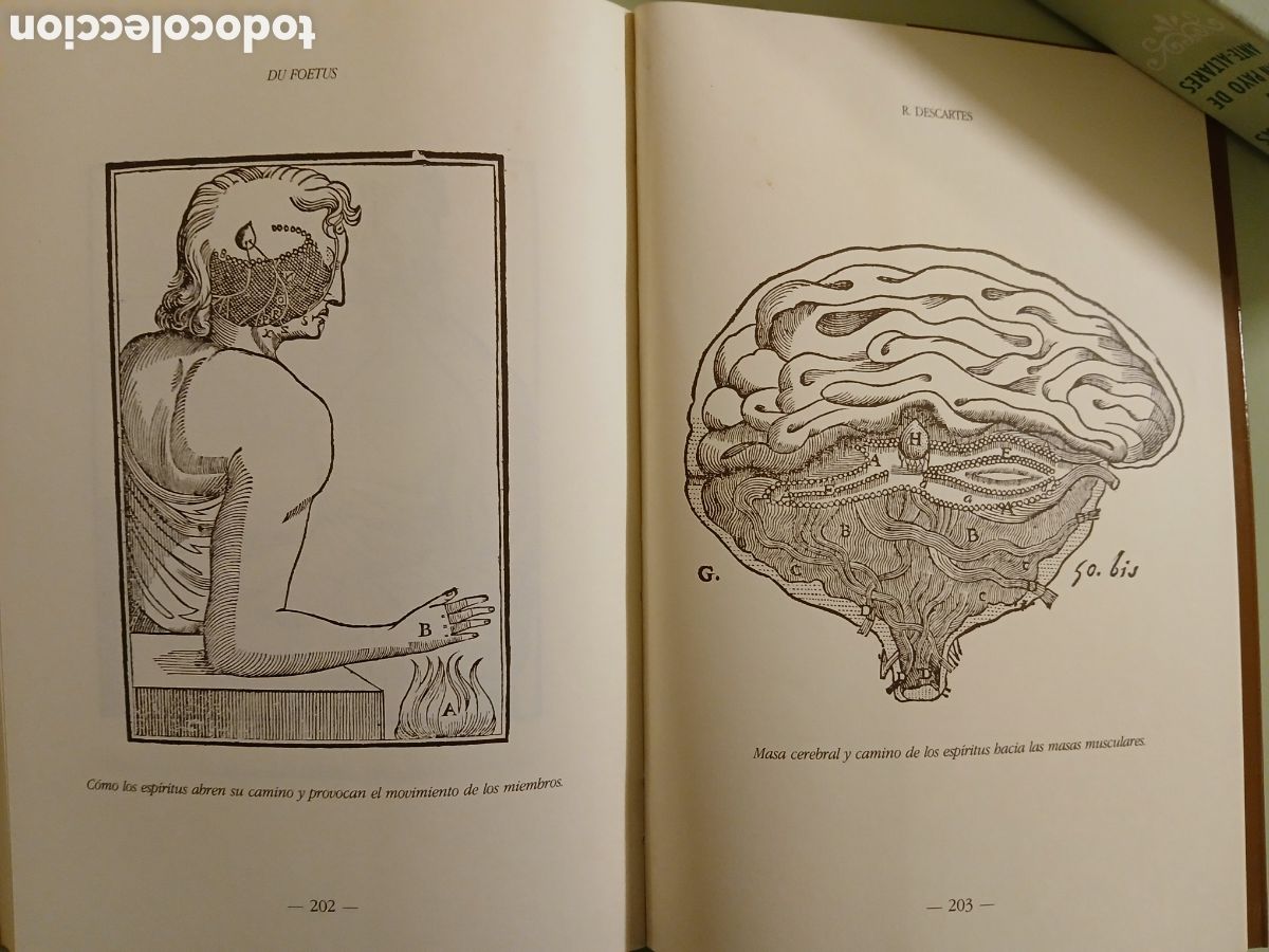 Libros de segunda mano: Du Foetus. R. Descartes - Foto 13