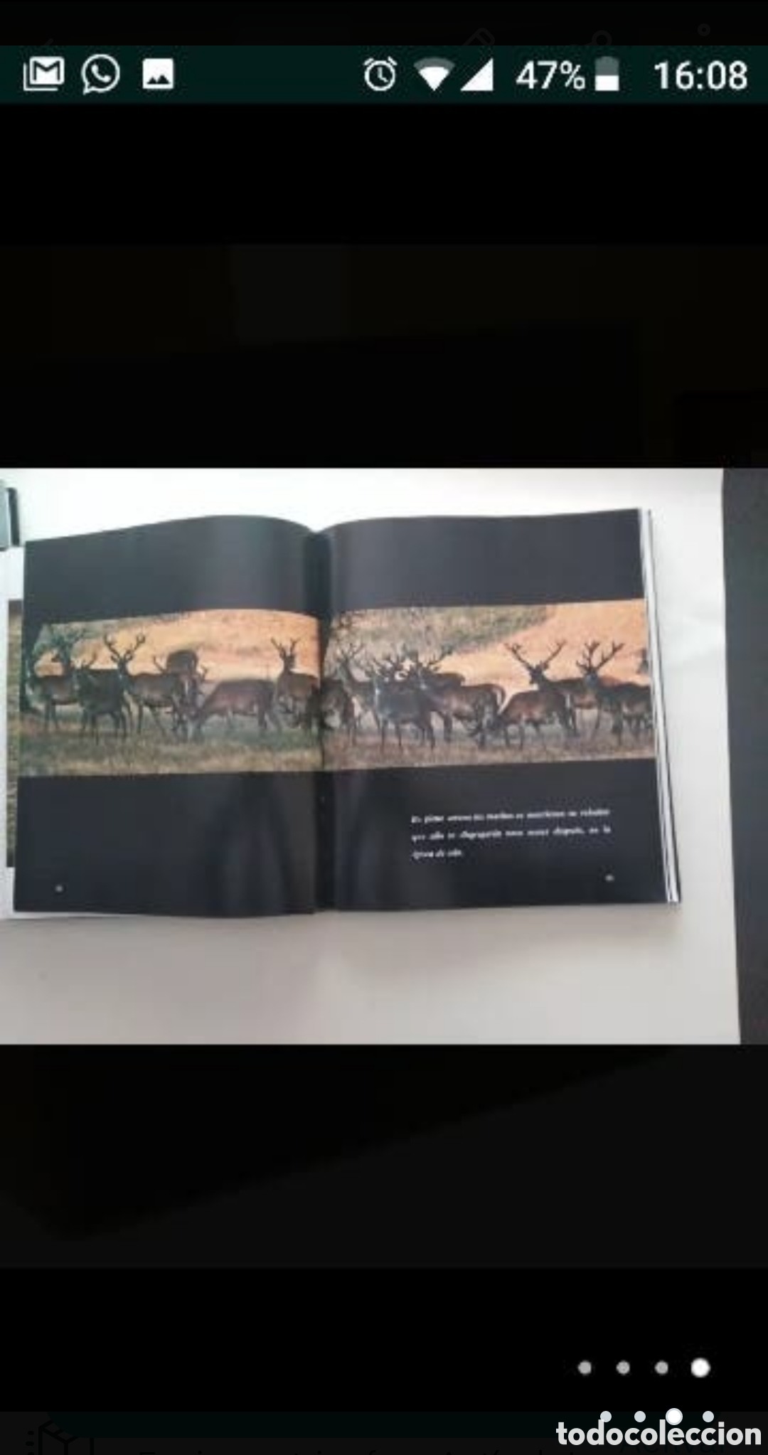 Libros de segunda mano: &Aacute;lbum los Venados de nuestras Sierras - Foto 2