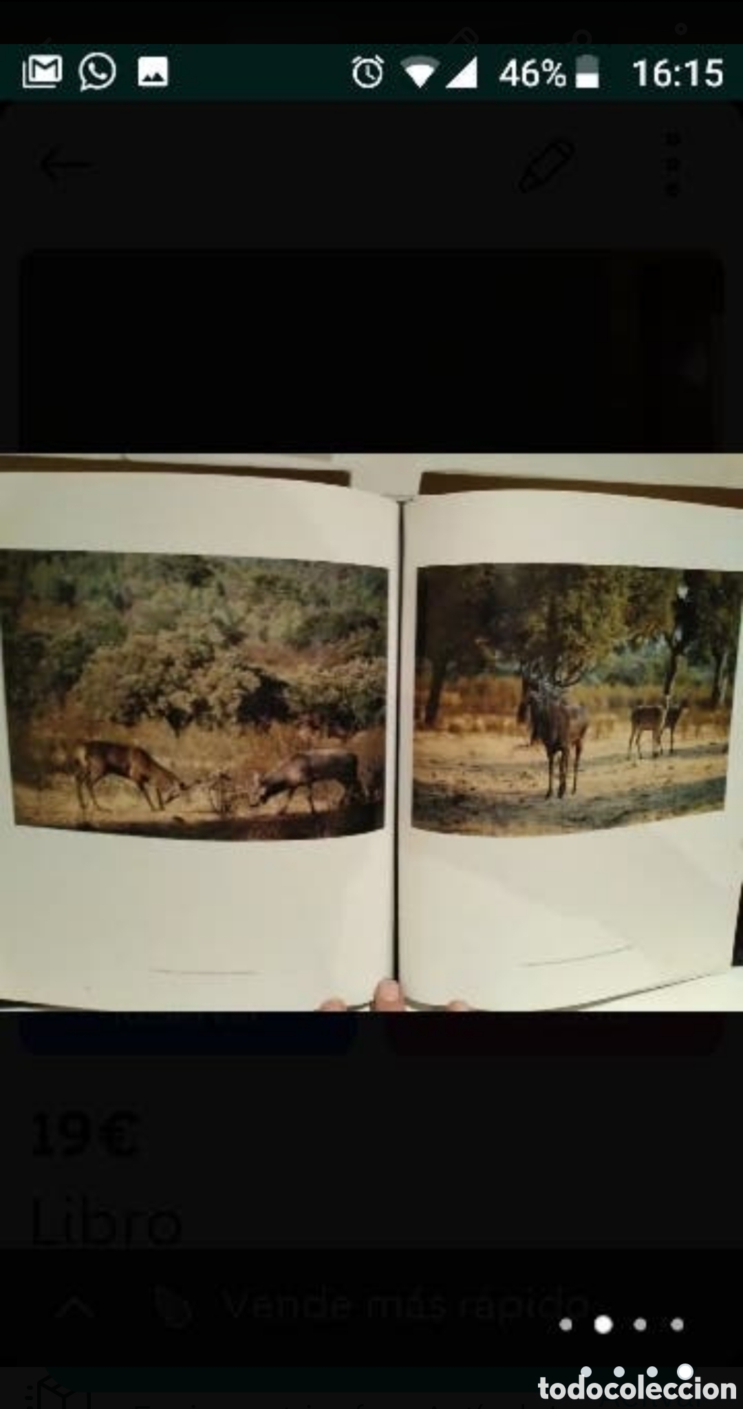 Libros de segunda mano: &Aacute;lbum los Venados de nuestras Sierras - Foto 1