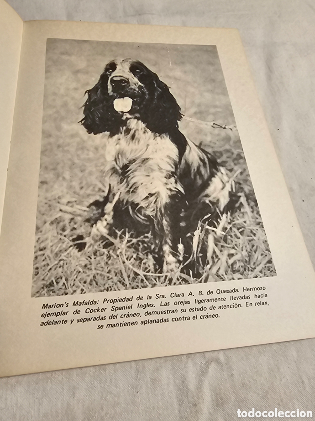 Libros de segunda mano: CUIDADO DEL PELAJE COCKER Y CANICHE - Foto 2