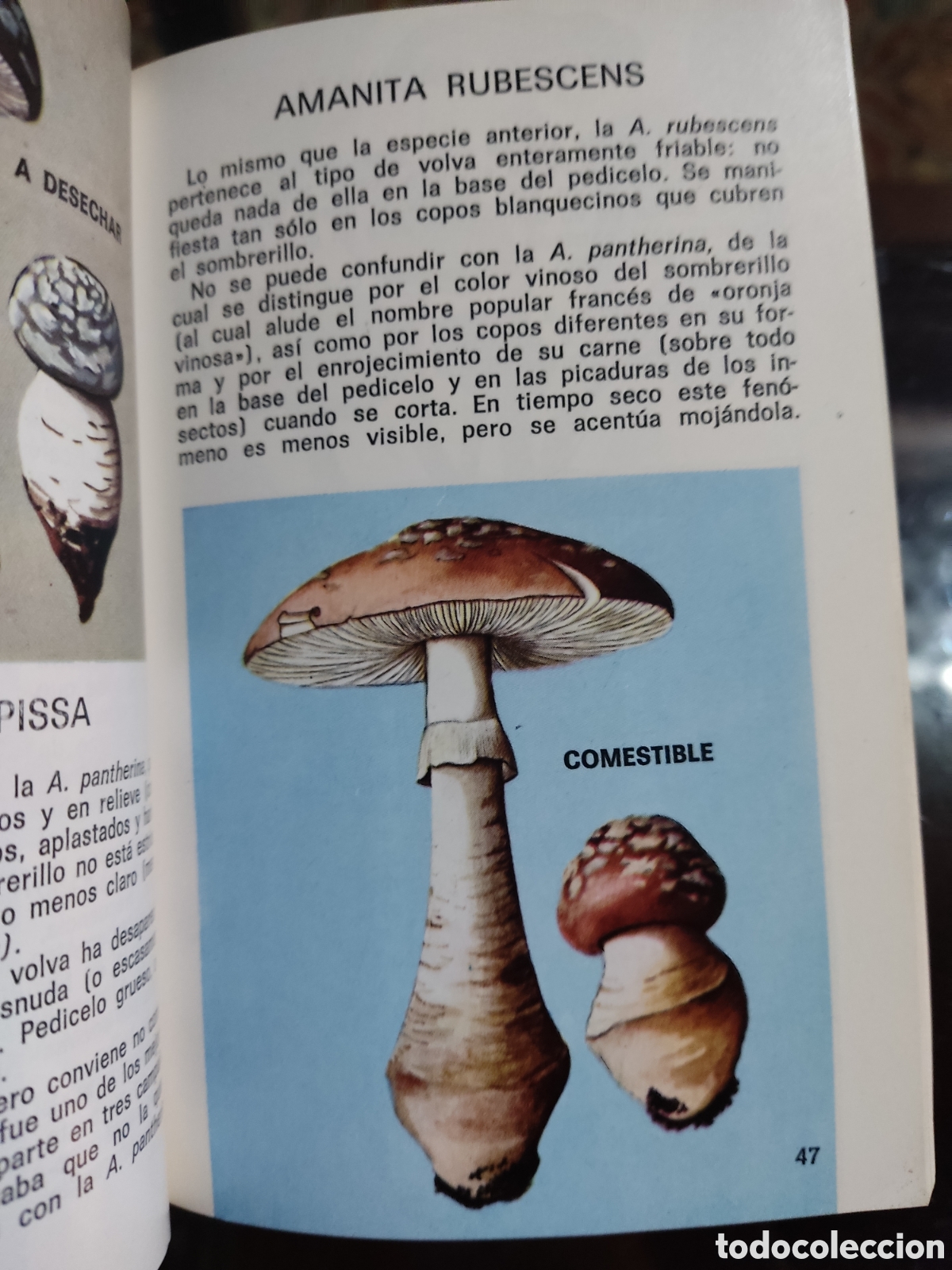 Libros de segunda mano: Setas comestibles y venenosas - Foto 3