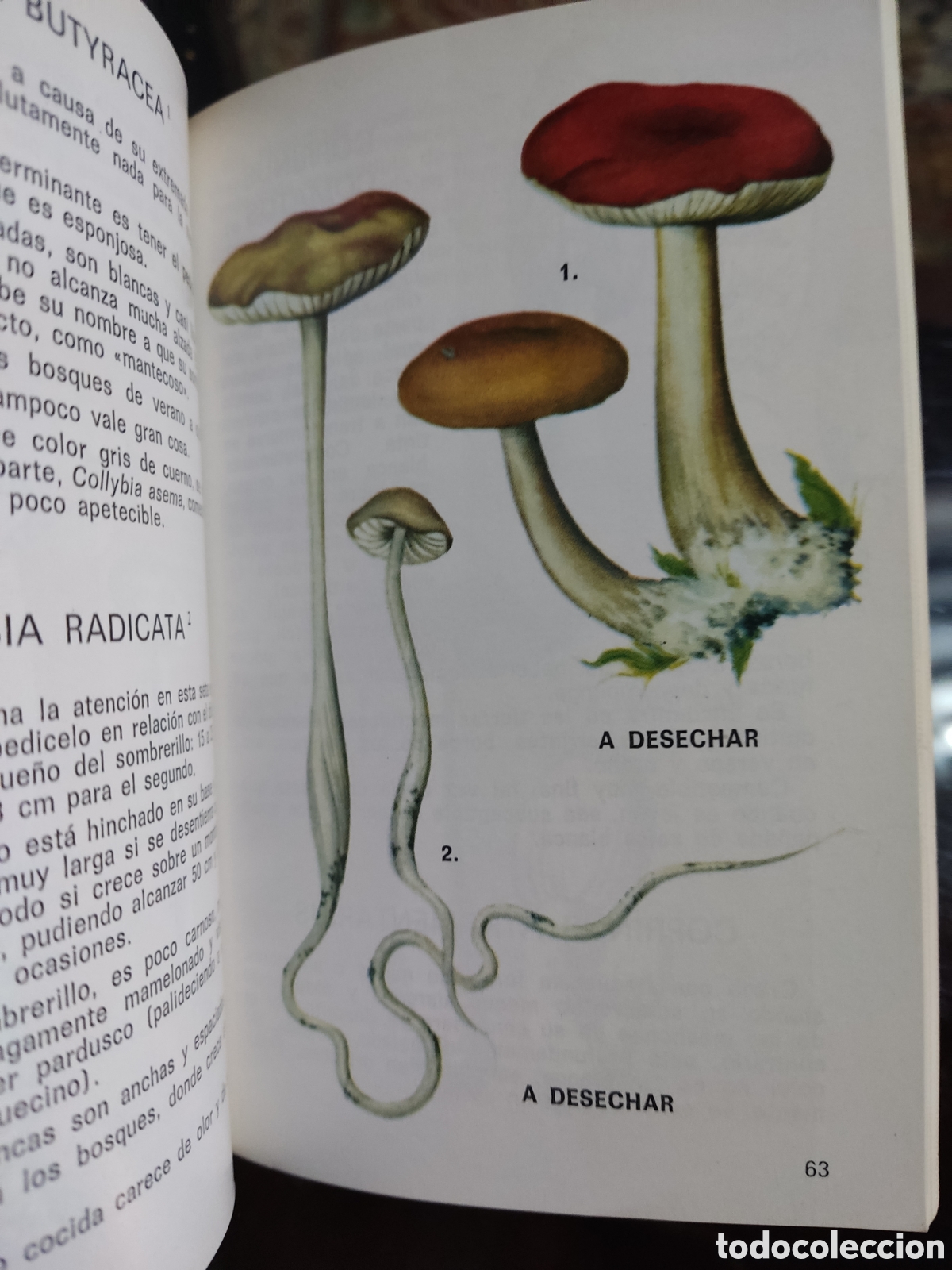 Libros de segunda mano: Setas comestibles y venenosas - Foto 4