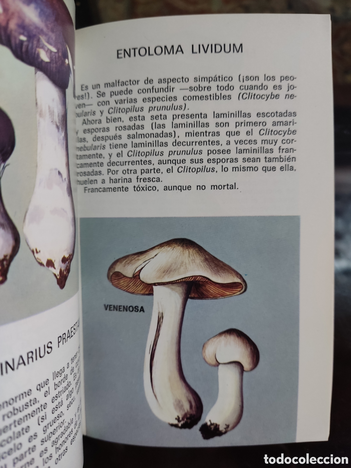 Libros de segunda mano: Setas comestibles y venenosas - Foto 5