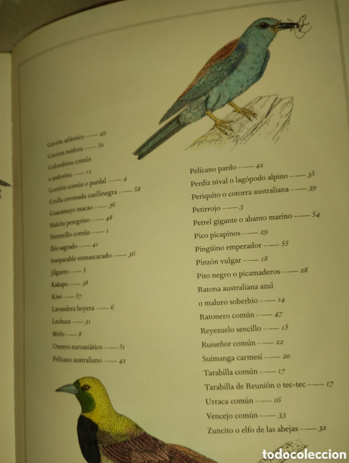 Libros de segunda mano: INVENTARIO DE AVES ILUSTRADO - Foto 4