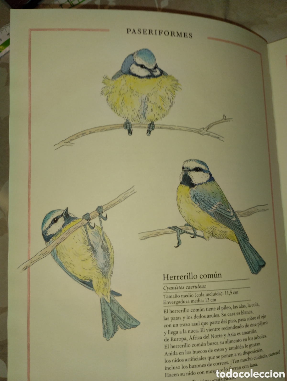 Libros de segunda mano: INVENTARIO DE AVES ILUSTRADO - Foto 9