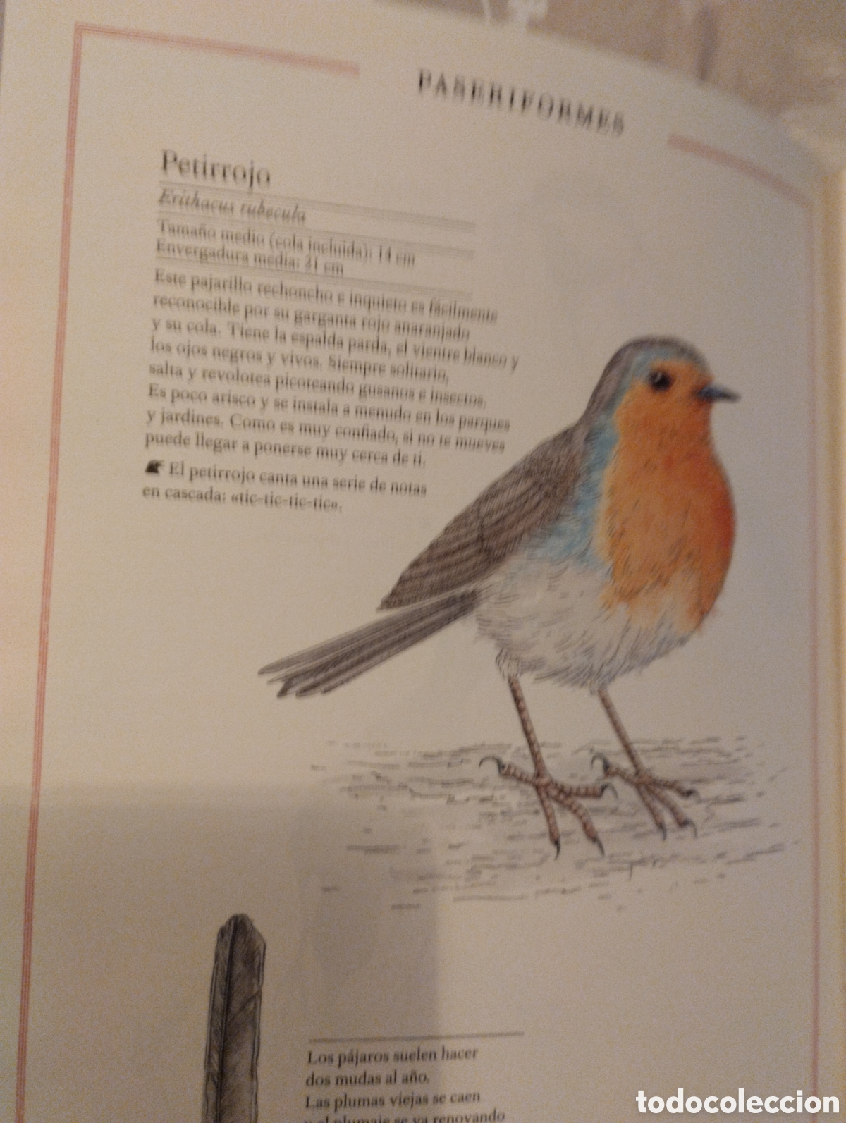 Libros de segunda mano: INVENTARIO DE AVES ILUSTRADO - Foto 10