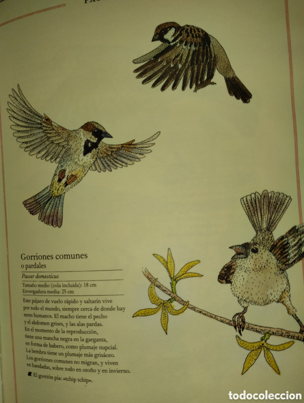 Libros de segunda mano: INVENTARIO DE AVES ILUSTRADO - Foto 11