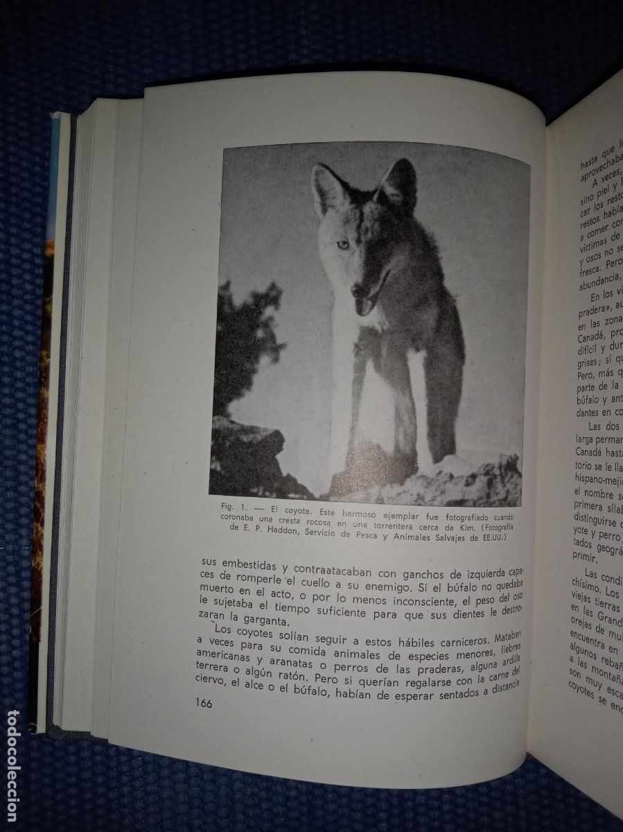 Libros de segunda mano: Manual del cazador de alima&ntilde;as y grajos - Foto 4