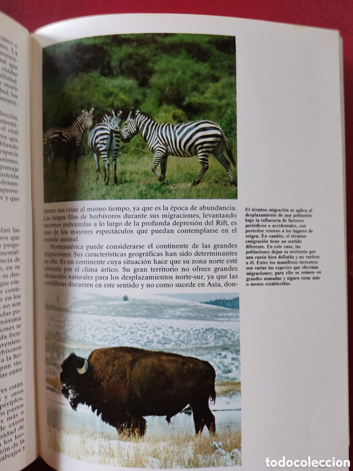 Libros de segunda mano: Historia natural ( Fauna ) - Foto 3