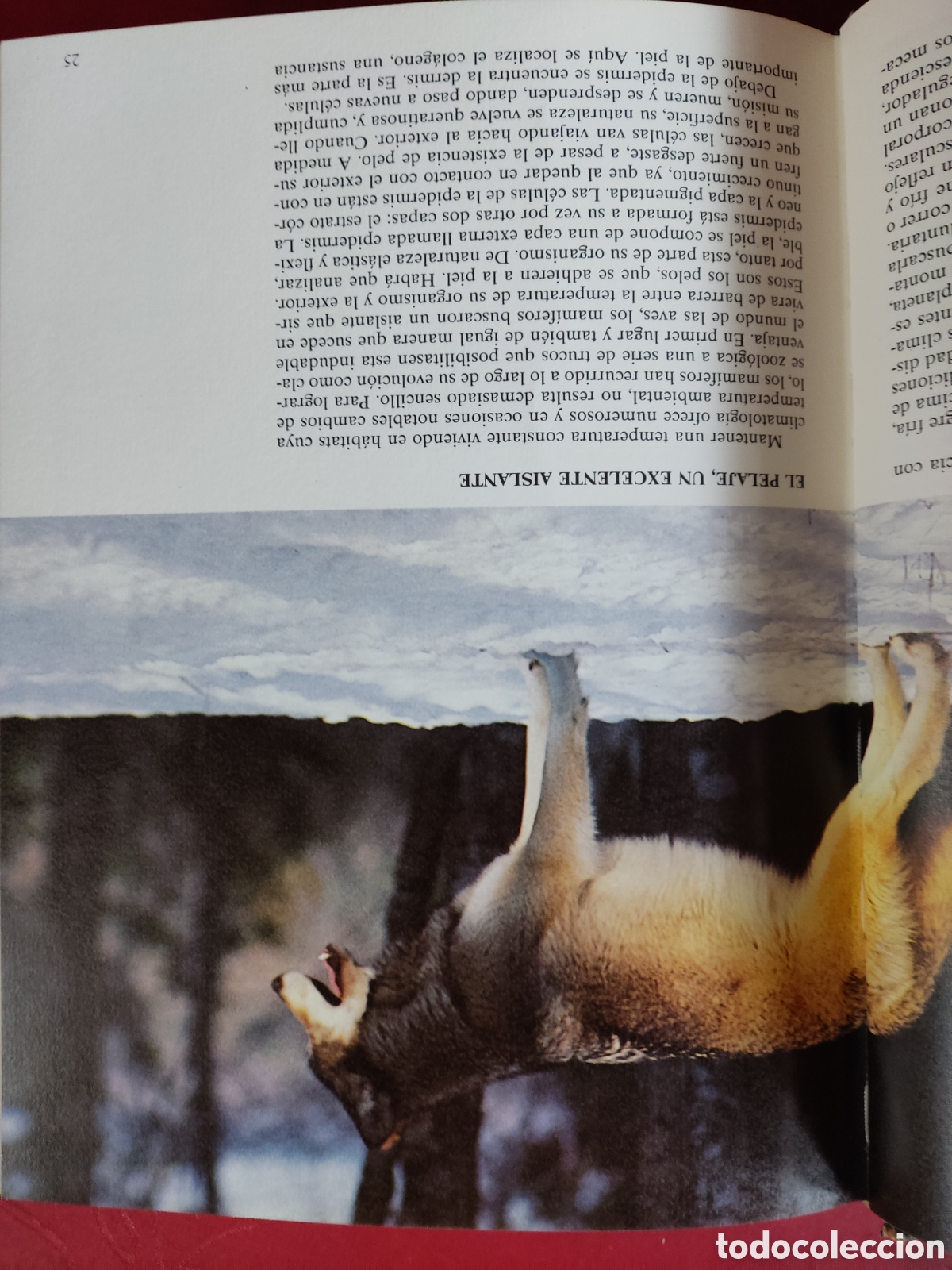 Libros de segunda mano: Historia natural ( Fauna ) - Foto 5