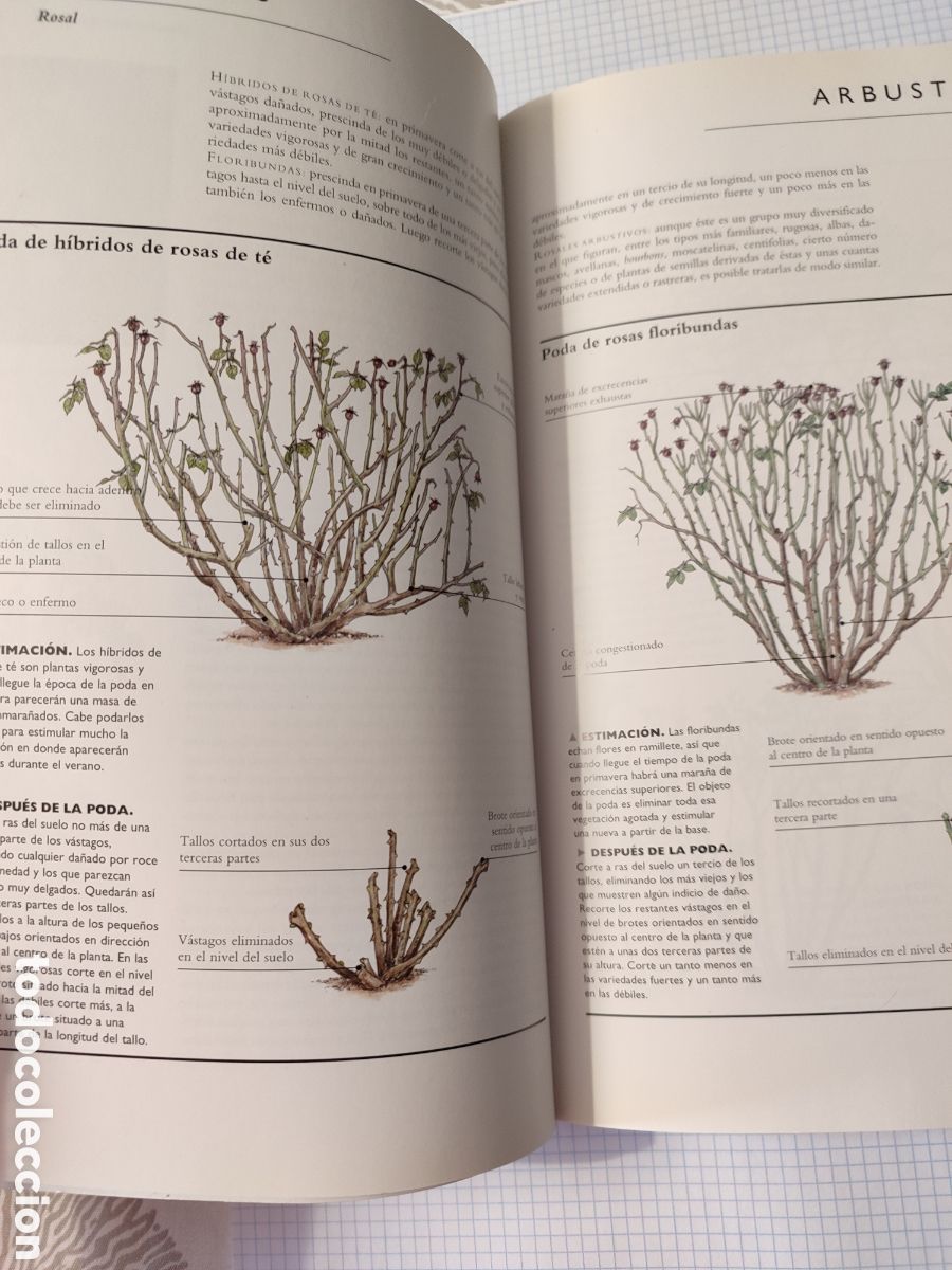 Libros de segunda mano: EL CUIDADO DE LAS PLANTAS DE JARD&Iacute;N. Blume - Foto 3