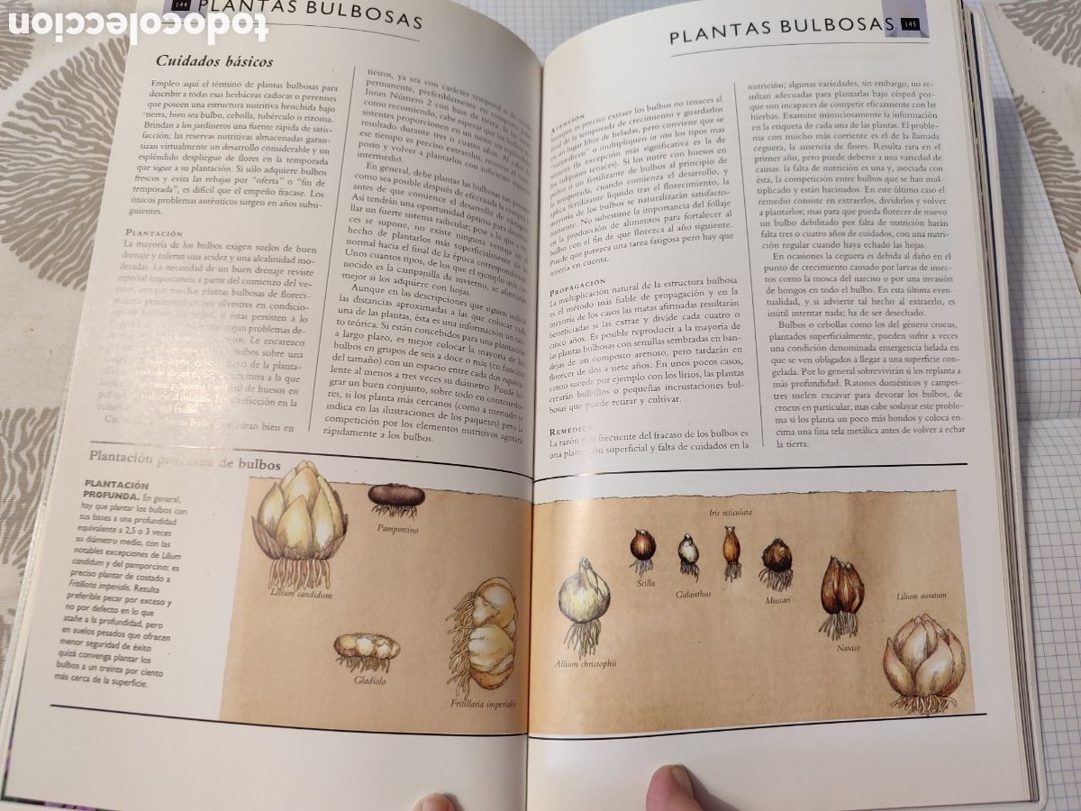 Libros de segunda mano: EL CUIDADO DE LAS PLANTAS DE JARD&Iacute;N. Blume - Foto 4