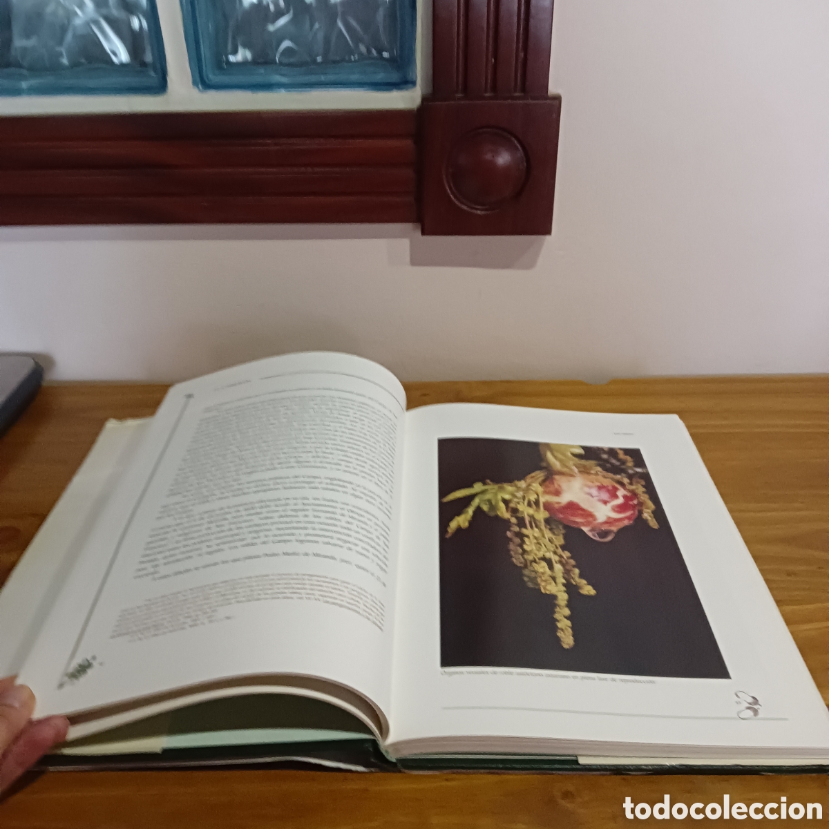 Libros de segunda mano: El carbay&oacute;n. Adolfo casaprima collera - Foto 3