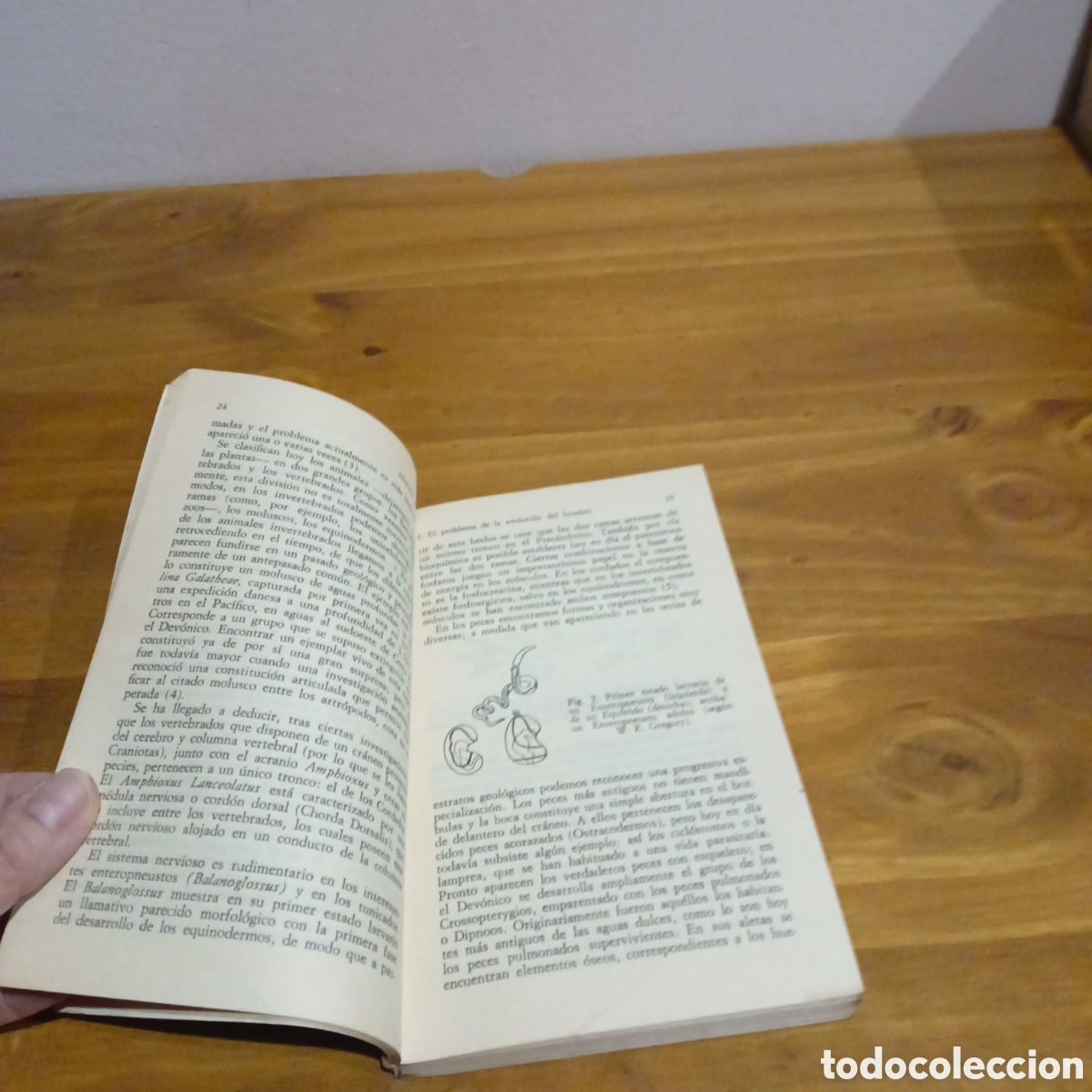 Libros de segunda mano: Historia del hombre. Alianza editorial - Foto 4