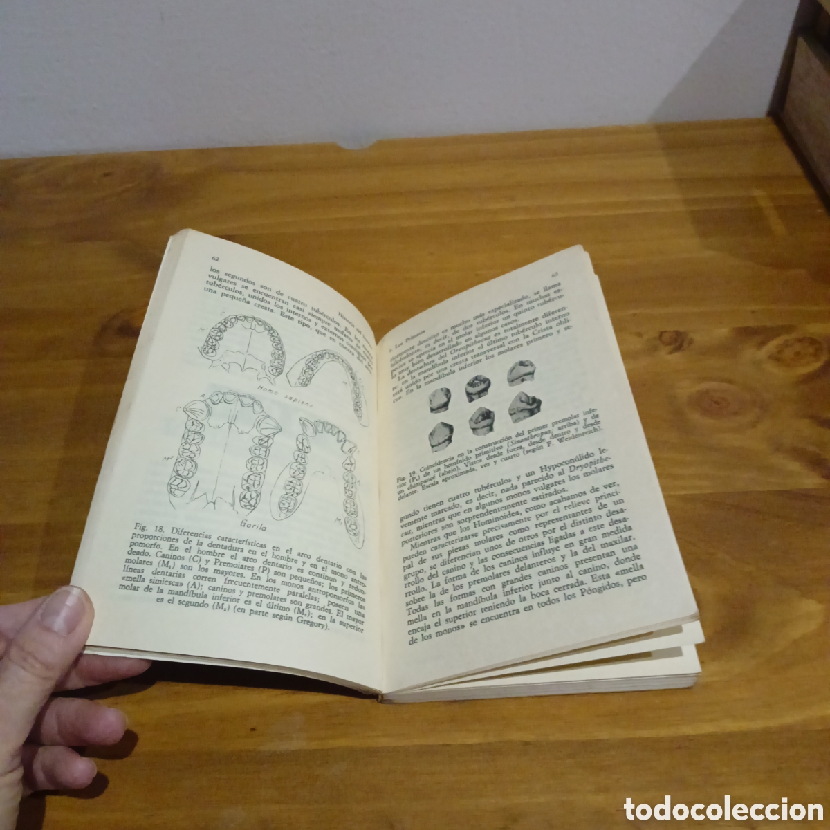 Libros de segunda mano: Historia del hombre. Alianza editorial - Foto 5