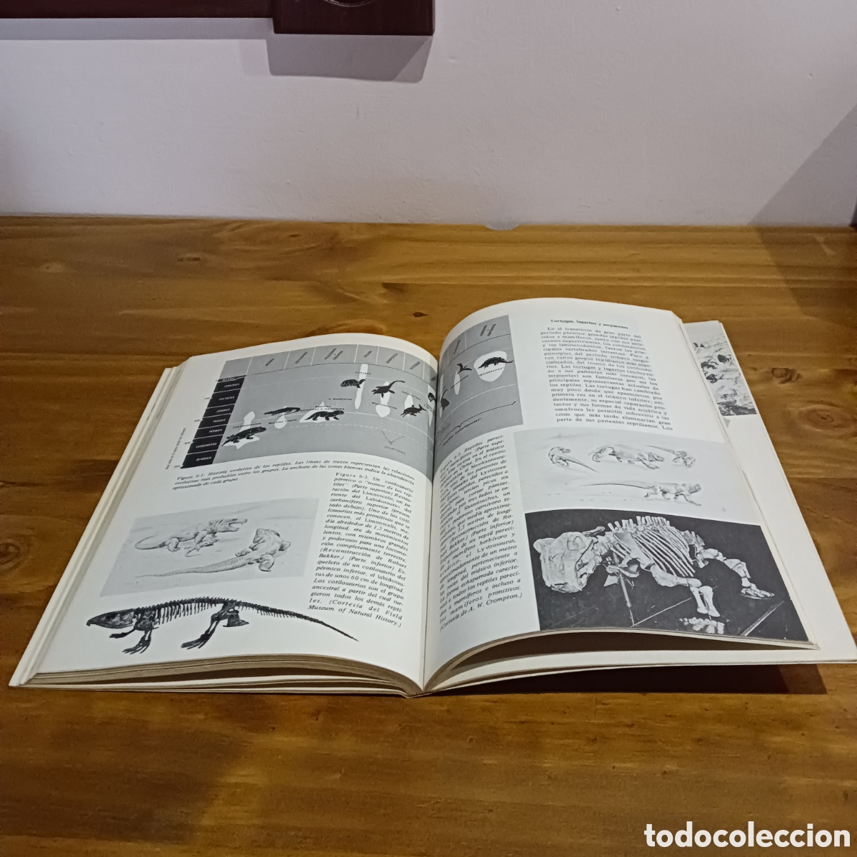 Libros de segunda mano: La historia de la vida A. Lee Mcalester - Foto 7