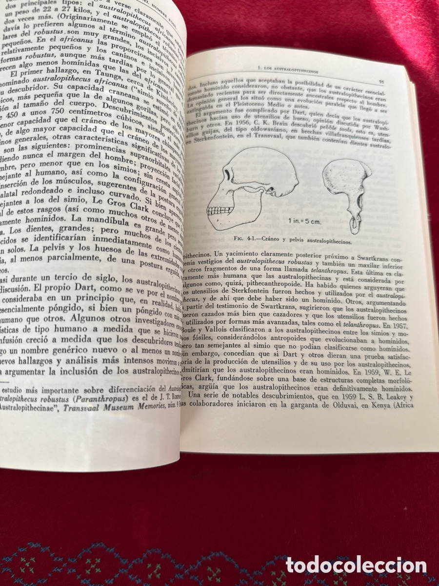 Libros de segunda mano: Introducci&oacute;n a la Antropolog&iacute;a. Ralph L. Beals y Harry Hoijer. - Foto 15