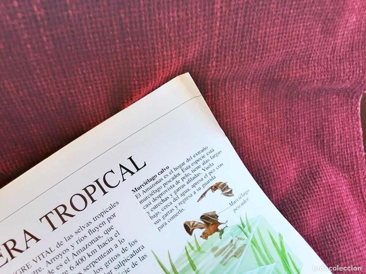 Libros de segunda mano: EL ASOMBROSO LIBRO DE LA NATURALEZA ALTEA - Foto 18